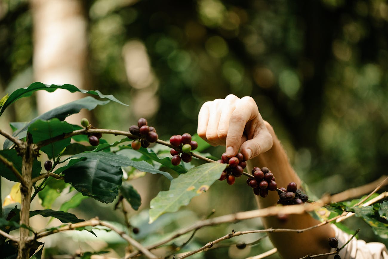 Goji Berry Diyet Çayı: Sağlıklı Kilo Verme Yöntemi