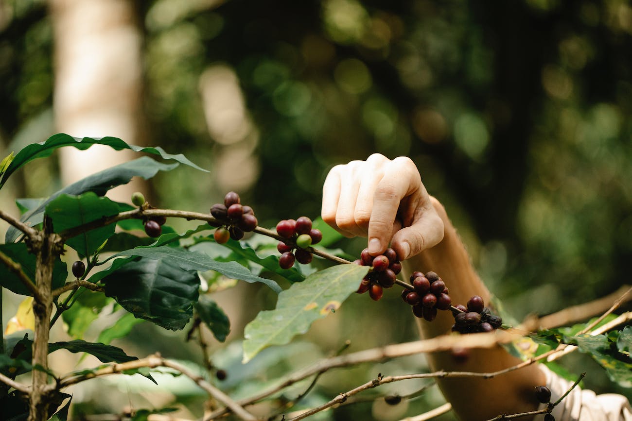 Goji Berry Diyet Listesi - Sağlıklı ve Dengeli Beslenme