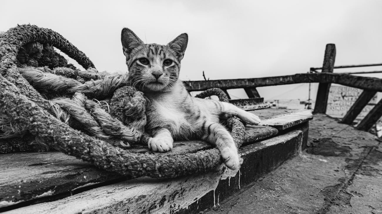 Virbac Diyet Kedi Maması: Sağlıklı Kediler için Beslenme