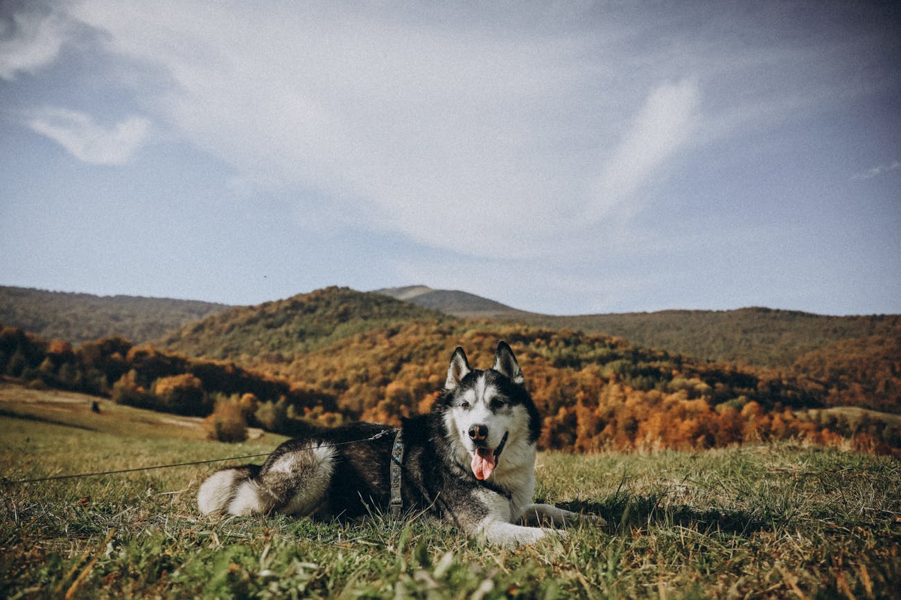 Virbac Diyet Köpek Maması: Özellikleri ve Faydaları