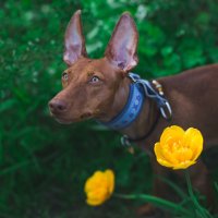 Diyet Köpek Mamaları: Köpeğinizin Sağlığı İçin En İyi Seçenekler