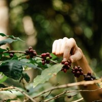 Goji Berry Diyet Çayı: Sağlıklı Kilo Verme Yöntemi