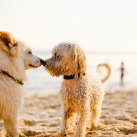 Köpek Maması Diyet: Sağlıklı Beslenme İçin İpuçları