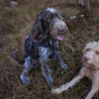 Köpeklerde Diyet: Sağlıklı Bir Beslenme Rehberi