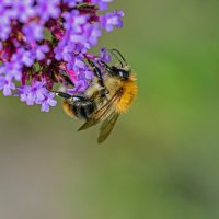 Makro Diyet Nasıl Yapılır?