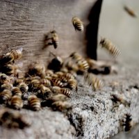 Propolis Diyeti: Sağlıklı Yaşam İçin Doğal Bir Destek