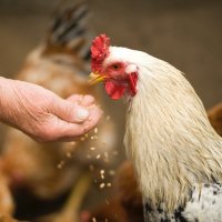 Tavuktan Diyet Yemekleri - Sağlıklı Tarifler ve Beslenme Önerileri