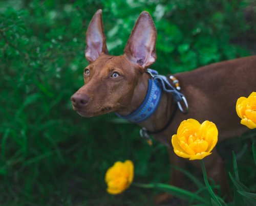 Diyet Köpek Mamaları: Köpeğinizin Sağlığı İçin En İyi Seçenekler