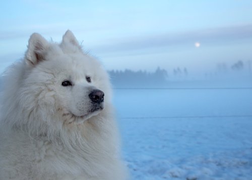 Diyet Mama Köpek İçin: Sağlıklı Beslenme Önerileri