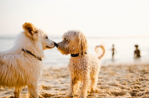 Köpek Maması Diyet: Sağlıklı Beslenme İçin İpuçları