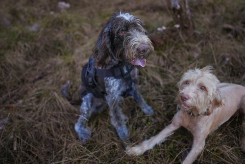 Köpeklerde Diyet: Sağlıklı Bir Beslenme Rehberi