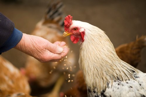 Tavukla Yapılacak Diyet Yemekler